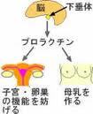 プロラクチンの働き.jpg