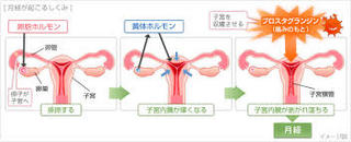 生理が起こる.jpg