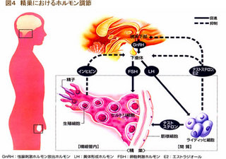 男性不妊ホルモン.jpg