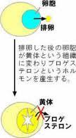 プロゲステロン.jpg