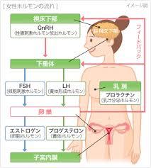 低温期のホルモン.jpg