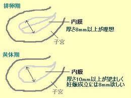 子宮内膜の暑さ.jpg