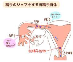 抗精子抗体.jpg